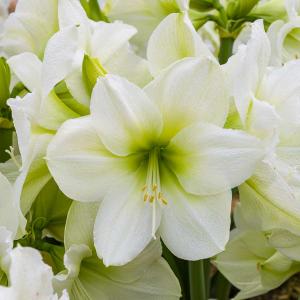 Amaryllis Hippeastrum Blanc (x1)